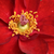 Rdeča - Mini - pritlikave vrtnice - Libán